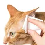 猫咪发情期时能做_洗耳朵