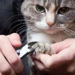 猫咪发情期时能做_剪指甲