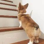 狗狗发情期时谨慎做_爬楼梯