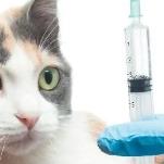 猫咪发情期时能做_打疫苗
