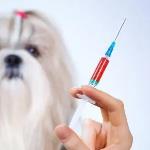 狗狗发情期时能做_打疫苗