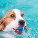 狗狗发情期时不能做_游泳